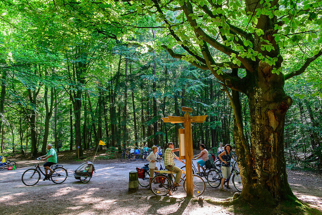 Crossing the Great Star in the Darsser Jungle, Baltic Sea Coast, Mecklenburg-Western Pomerania, Germany