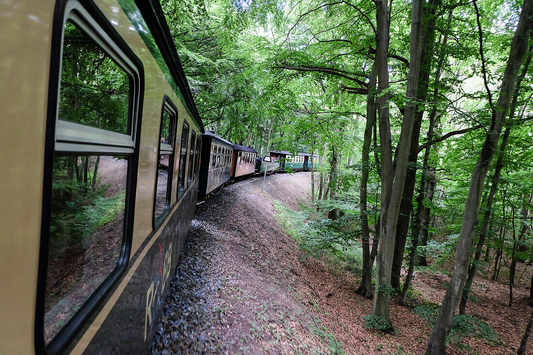 Blick aus der Dampfeisenbahn Rasender Roland in einen Wald, Rügen, Ostseeküste, Mecklenburg-Vorpommern, Deutschland