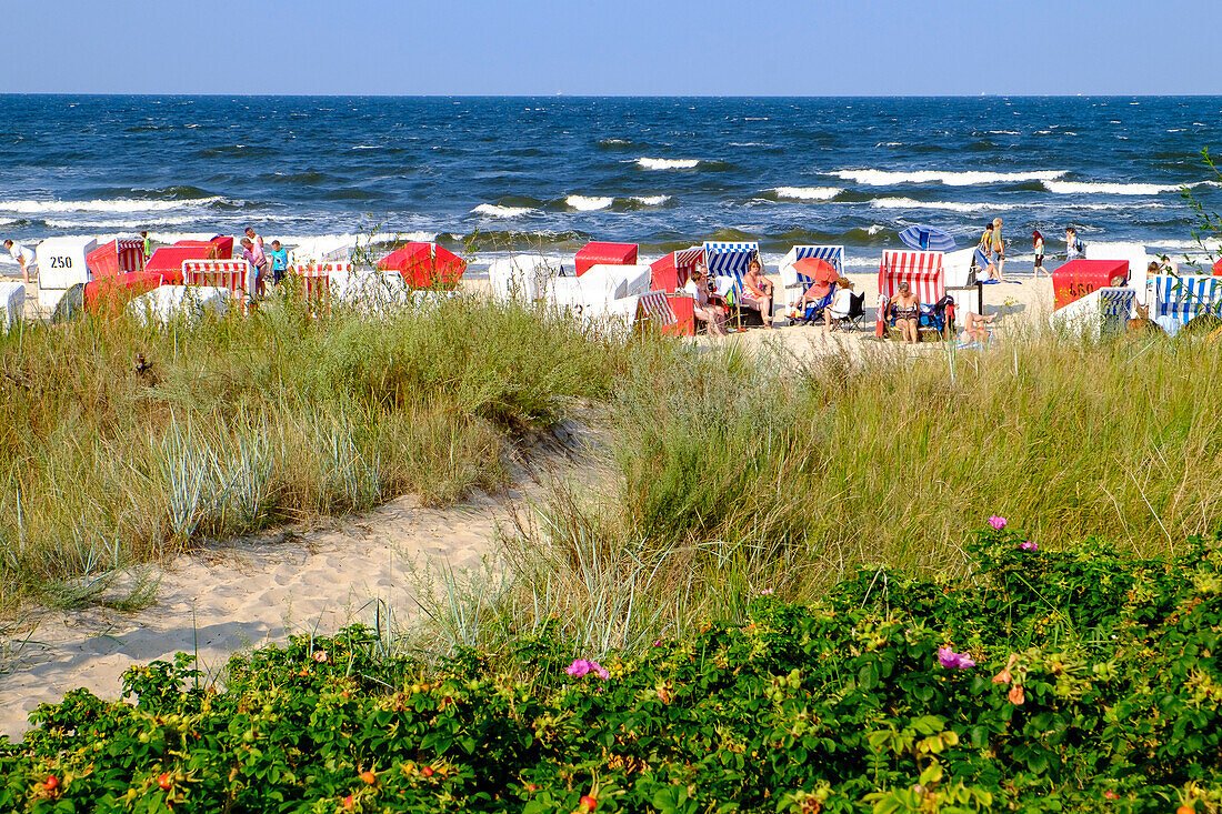 Beach with dune vegetation and beach chairs, Bansin, Usedom, Ostseeküste, Mecklenburg-Western Pomerania Germany