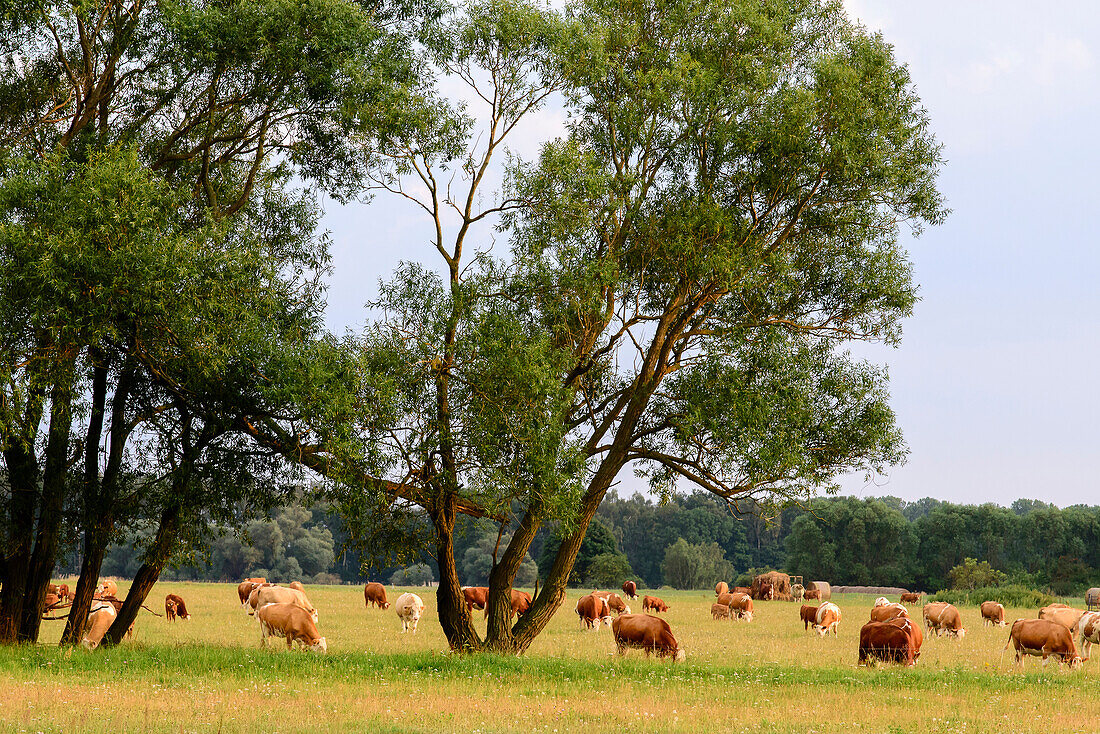 Landschaft mit Kühen im Lieper Winkel, Usedom, Ostseeküste, Mecklenburg-Vorpommern, Deutschland