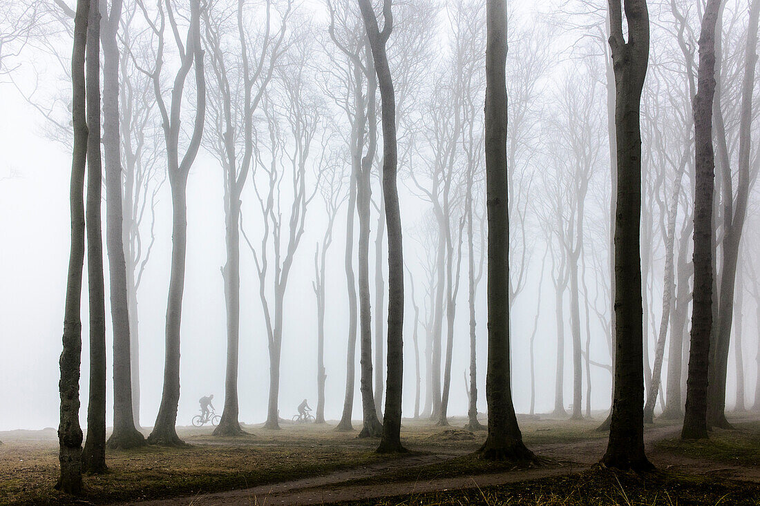 Bicyclist in the fog. Ghost Forest near Nienhagen, Baltic Sea Coast, Mecklenburg-Western Pomerania, Germany