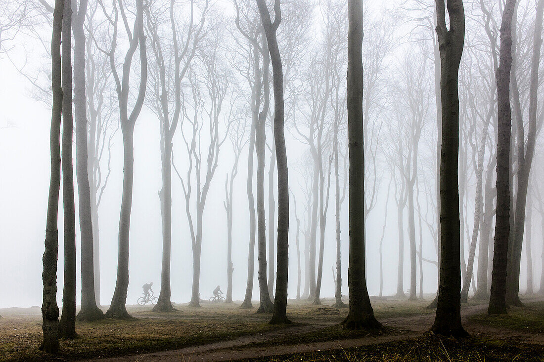 Fahrradfahrer im Nebel. Gespensterwald bei Nienhagen, Ostseeküste, Mecklenburg-Vorpommern, Deutschland