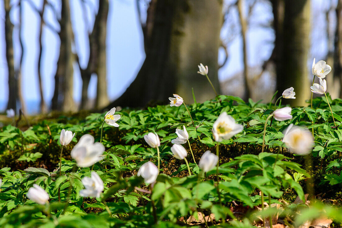 Anemonen im Gespenster Wald bei Nienhagen, , Ostseeküste, Mecklenburg-Vorpommern Deutschland