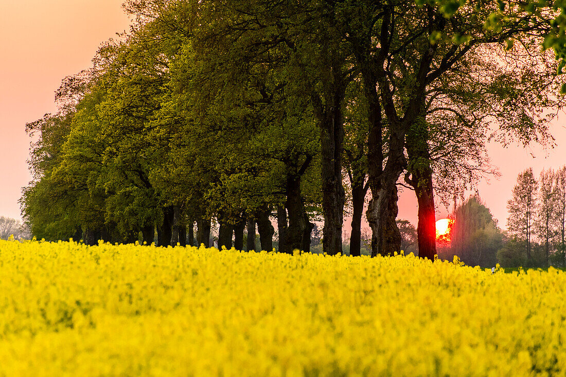 Rape field at sunset in Recknitztal, Ostseeküste, Mecklenburg-Western Pomerania, Germany