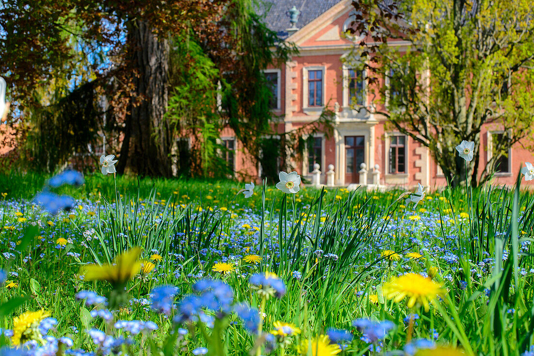 Blumenwiese vor der Schloss Bothmer, Ort Klütz, Ostseeküste, Mecklenburg-Vorpommern,  Deutschland