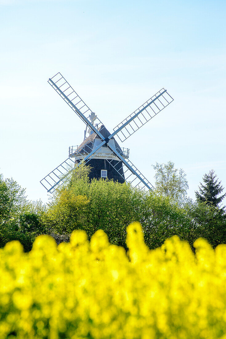 Windmill with rape field, Klützer angle, place Klütz, Ostseeküste, Mecklenburg-Western Pomerania Germany