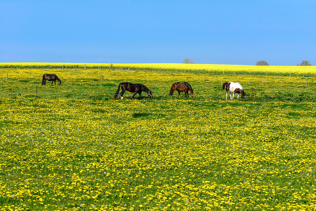 Horses on a flower meadow, Insel Poel, Ostseeküste, Mecklenburg-Vorpommern, Germany