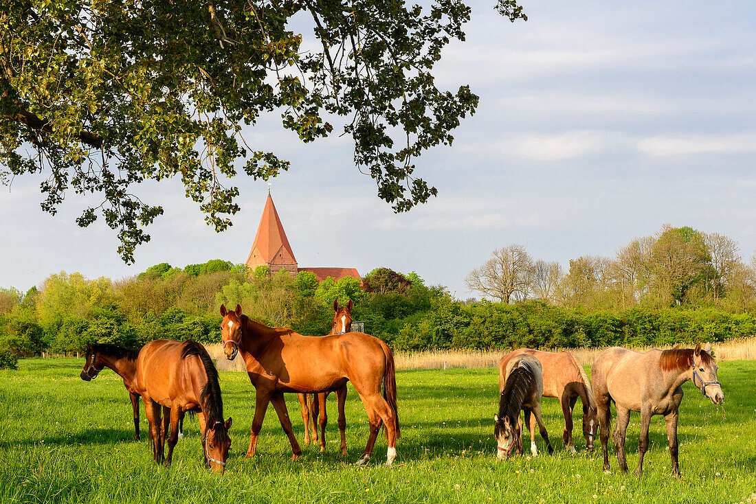 Horses on a meadow, Kirchdorf, Insel Poel, Ostseeküste, Mecklenburg-Western Pomerania, Germany