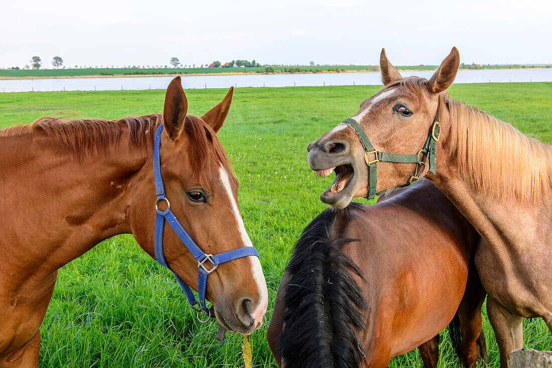 Horses on a meadow, Kirchdorf, Insel Poel, Ostseeküste, Mecklenburg-Western Pomerania, Germany