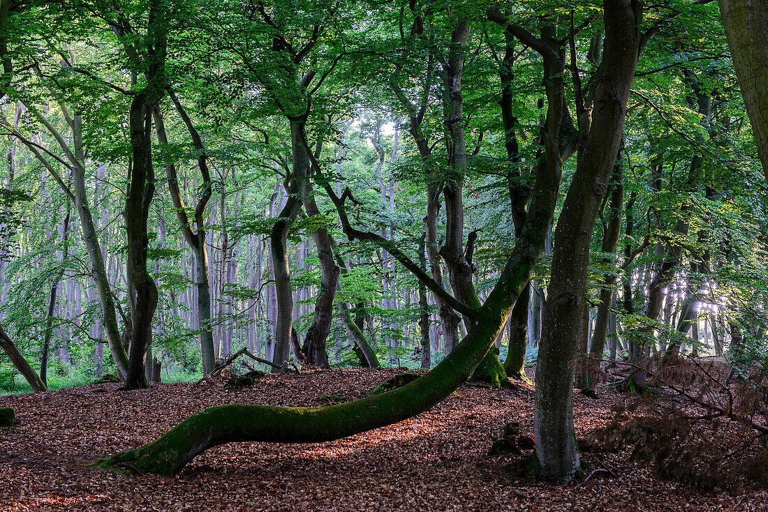 Darsser Urwald, Ostseeküste, Mecklenburg-Vorpommern, Deutschland