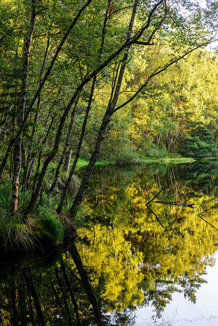 Ribnitzer Großes Moor/Dierhäger Moor bei Graal-Müritz, Ostseeküste, Mecklenburg-Vorpommern, Deutschland