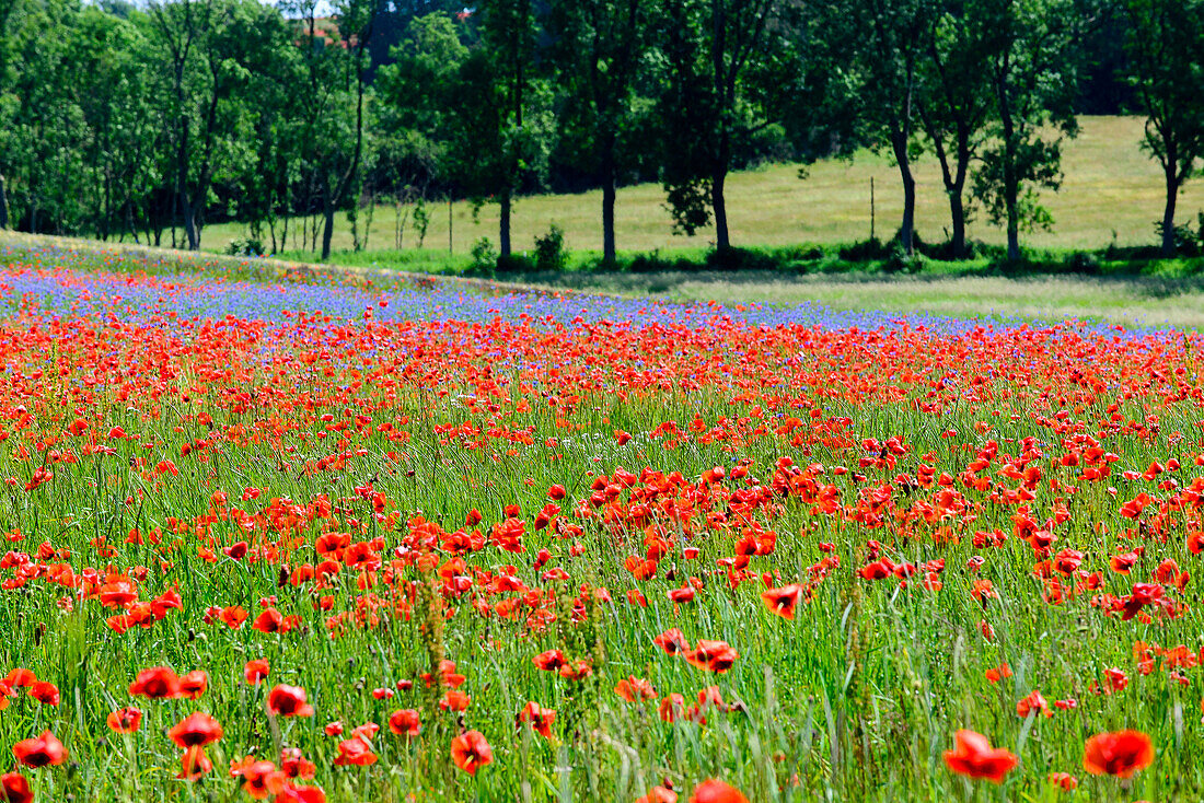 Poppy field on Rügen, Baltic Sea coast, Mecklenburg-Vorpommern, Germany