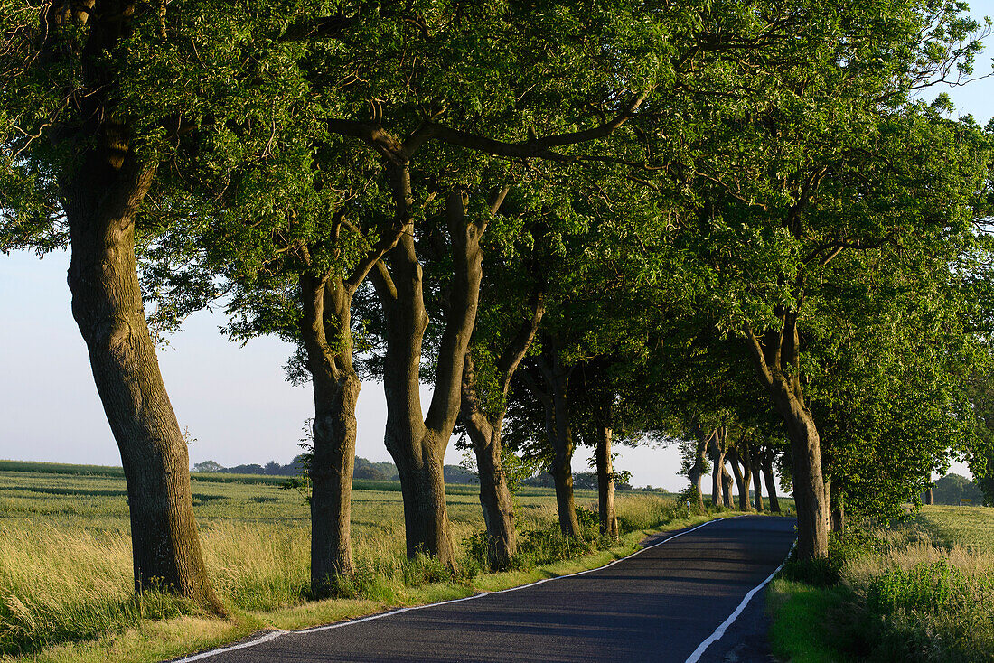 Allee in der Nähe von Kap Arkona,  Rügen, Ostseeküste, Mecklenburg-Vorpommern Deutschland