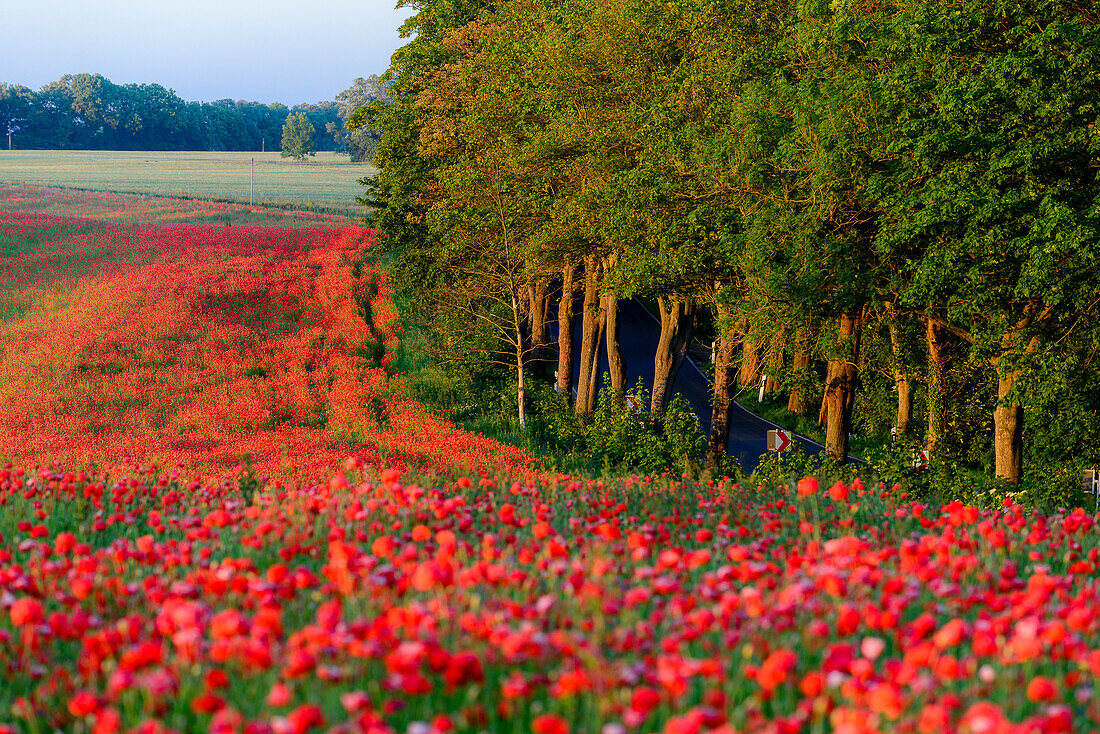 Poppy field with BAumallee on Rügen, Baltic Sea coast, Mecklenburg-Western Pomerania, Germany