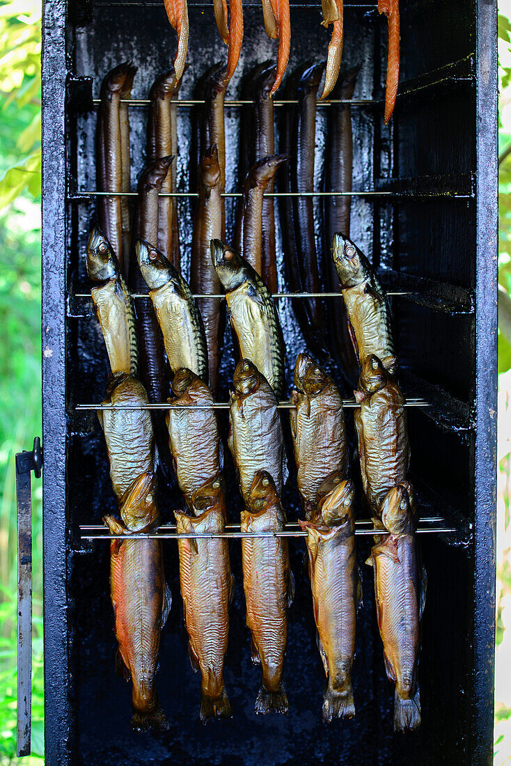 Smoked fish is offered all over the coast, Ostseeküste, Mecklenburg-Western Pomerania, Germany