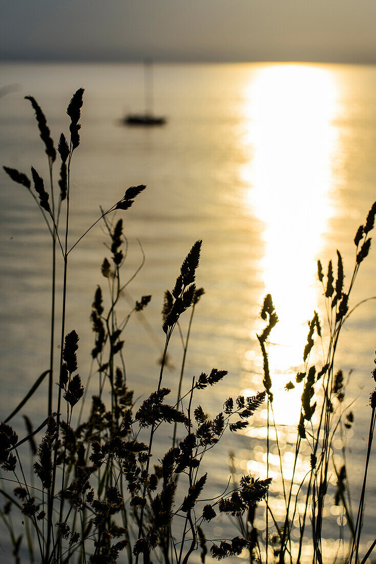 Abendlicht am Strand in Ahrenshoop, Fischland, Ostseeküste, Mecklenburg-Vorpommern, Deutschland