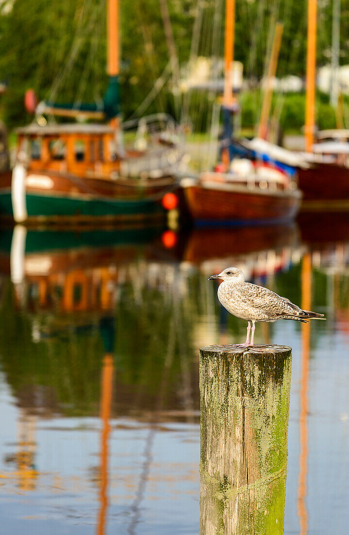 Möwe im Hafen Greifswald, Ostseeküste, Mecklenburg-Vorpommern, Deutschland