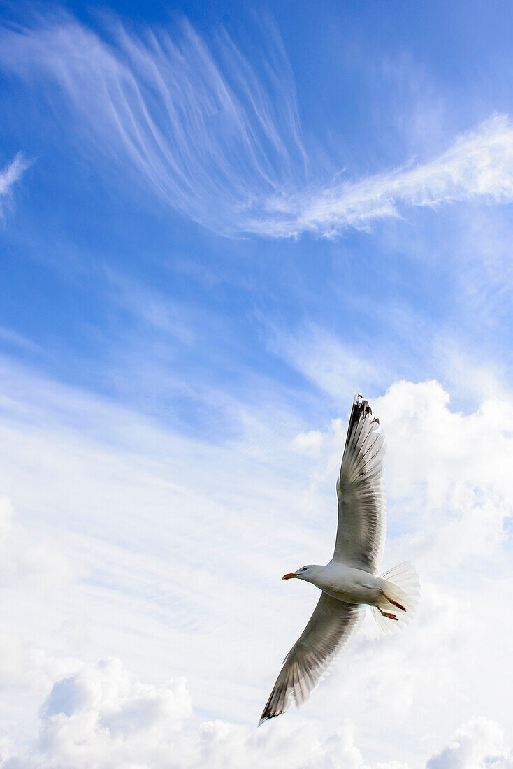 Seagull in flight, Ostseeküste, Mecklenburg-Western Pomerania, Germany