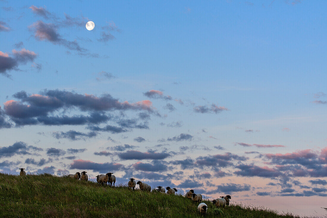 Landschaft mit Schafe und Mond, Zickerschen Alpen, Moenchgut, Rügen, Ostseeküste, Mecklenburg-Vorpommern, Deutschland