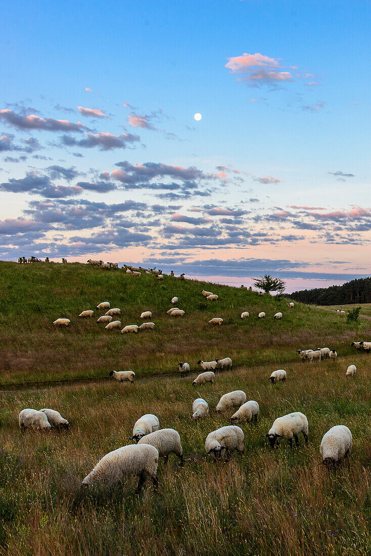 Landscape with sheep and moon, Zickerschen Alps, Moenchgut, Rügen, Ostseeküste, Mecklenburg-Western Pomerania, Germany