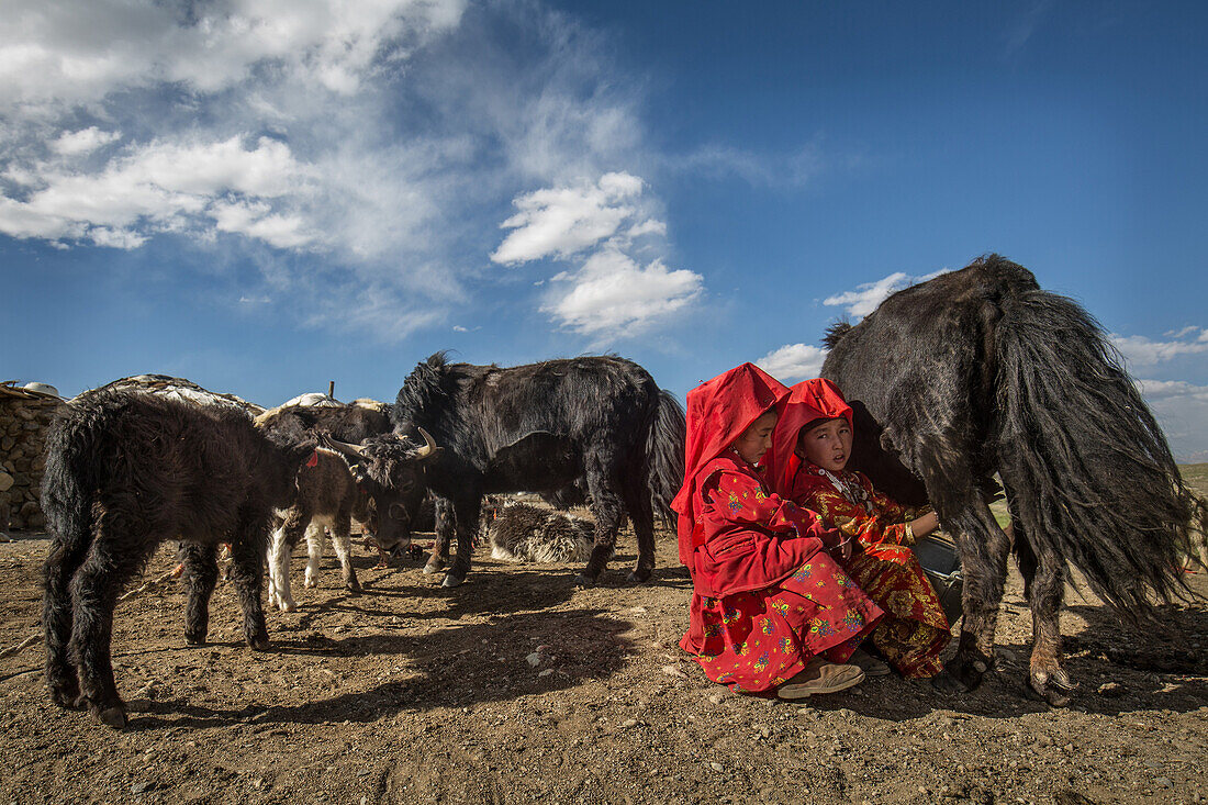Kirgisische Mädchen melken Yaks, Afghanistan, Pamir, Asien