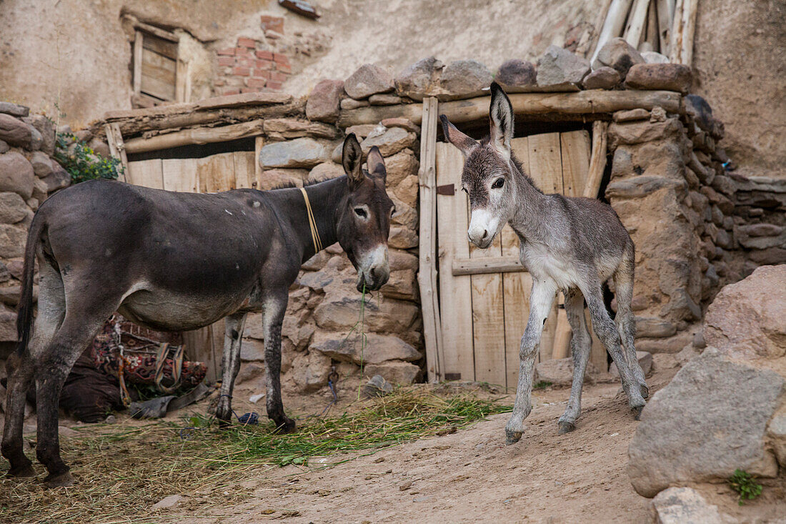 Donkey in mountain village Kandovan, Eastazerbaijan, Iran, Asia