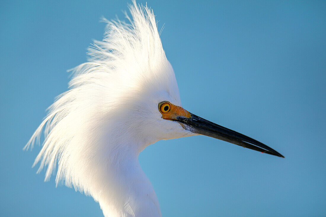 Portrait of Snowy Egret (Egretta thula) against blue sky, United States of America, North America