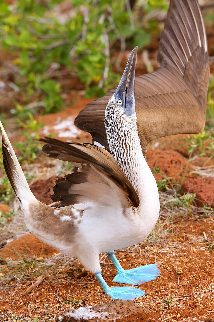 Male Blue-footed Booby displaying (Sula nebouxii) on North Seymour Island, Galapagos National Park, Ecuador, South America