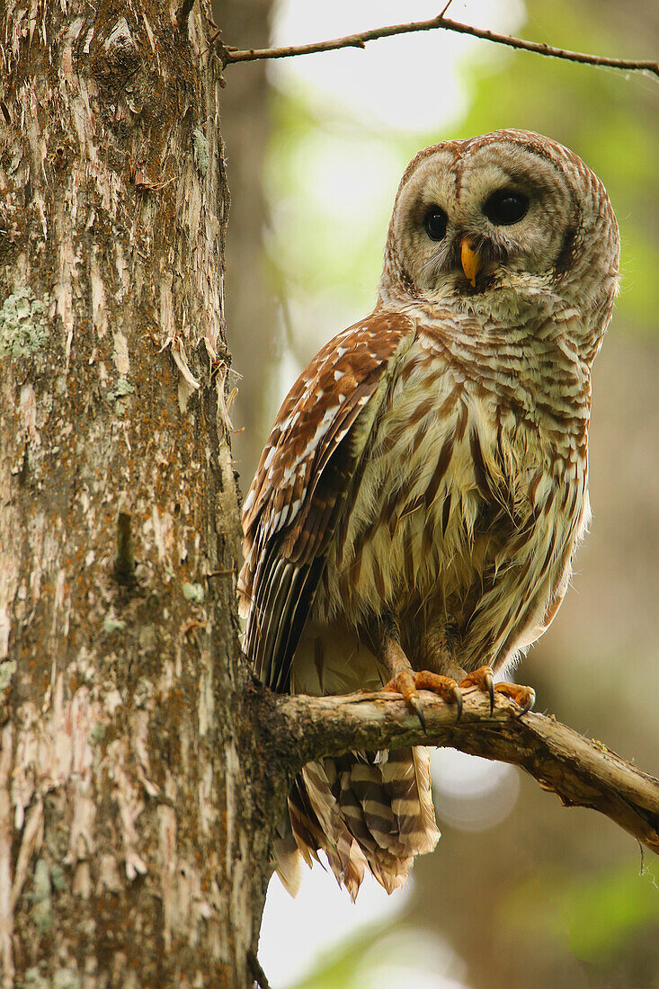 Barred Owl (Strix varia) sitting on a tree, United States of America, North America