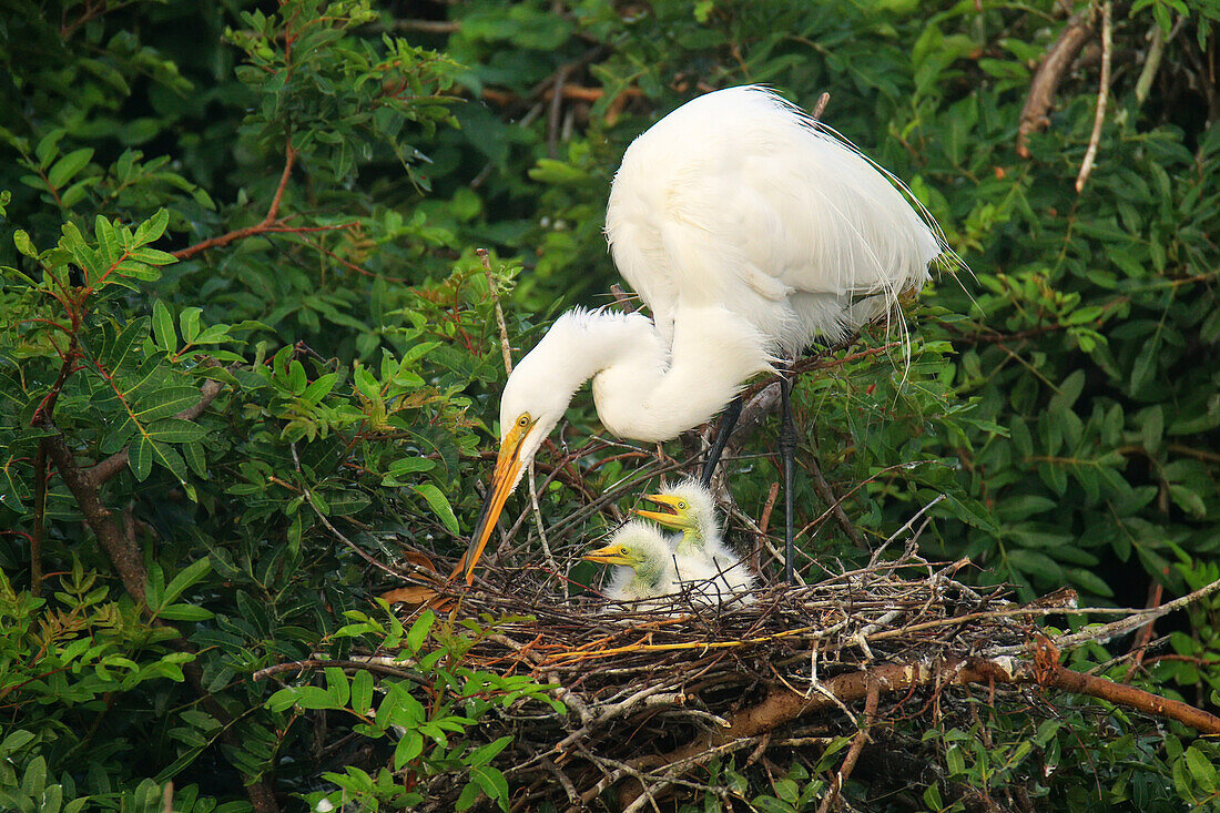 Great Egret (Ardea alba) in a nest with chicks, United States of America, North America