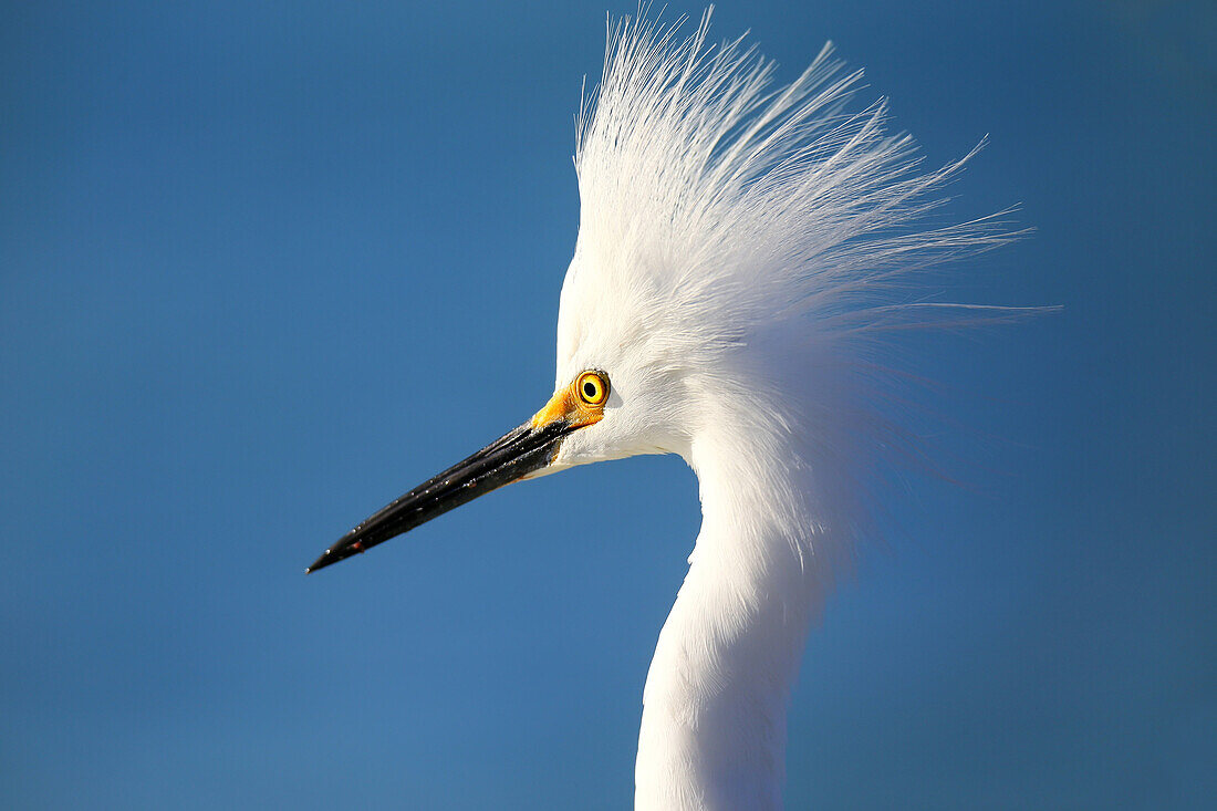 Portrait of a Snowy Egret (Egretta thula) against blue sky, United States of America, North America