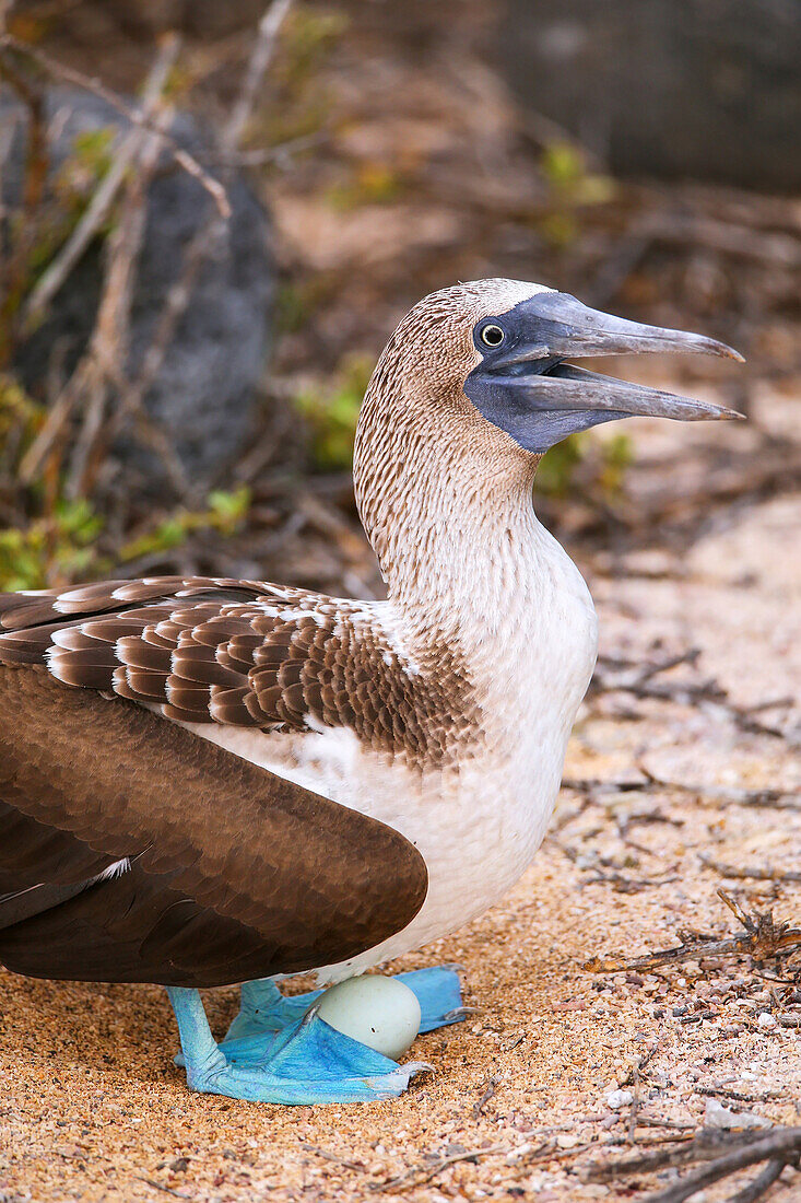 Blue-footed Booby with an egg (Sula nebouxii) on North Seymour Island, Galapagos National Park, Ecuador, South America