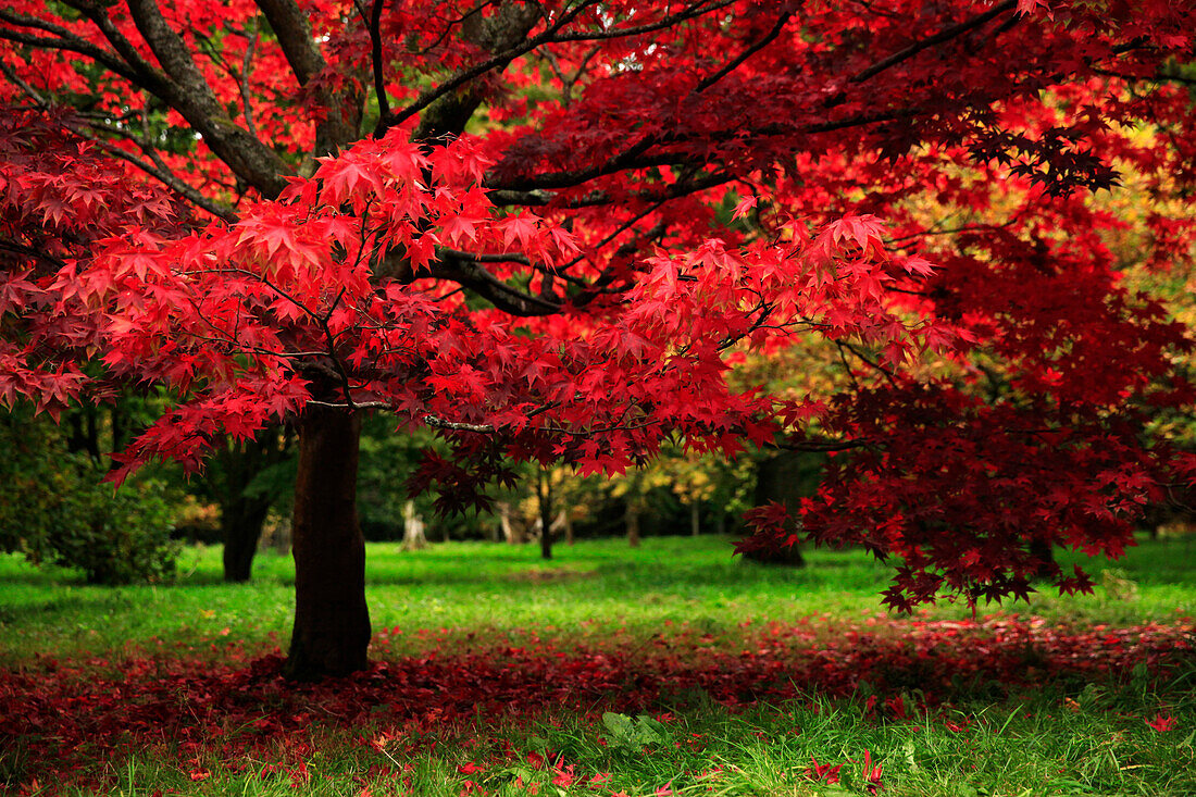 Autumn colours, Westonbirt Arboretum, Gloucestershire, England, United Kingdom, Europe