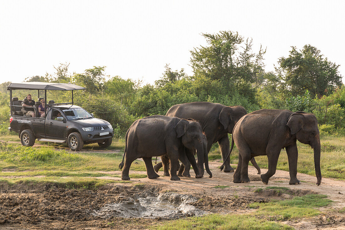 Tourists in a 4x4 watching a group of Asian elephants in Udawalawe National Park, Sri Lanka, Asia
