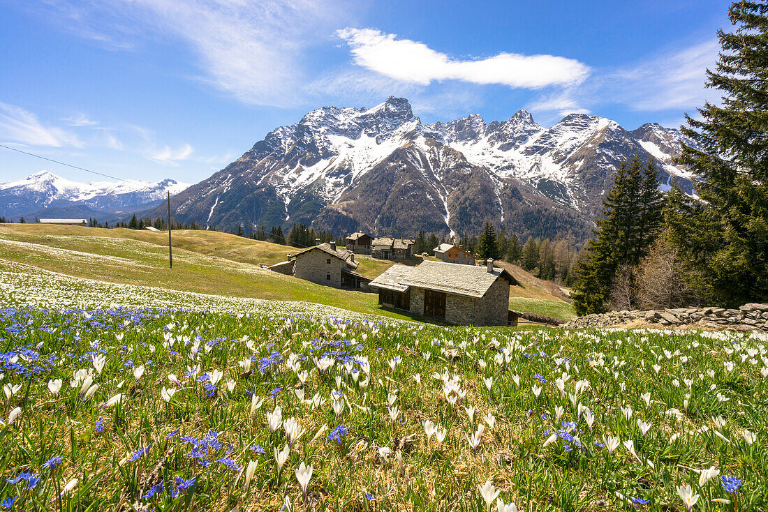 Crocus during spring blooming, Alpe Braccia, Malenco Valley, province of Sondrio, Valtellina, Lombardy, Italy, Europe