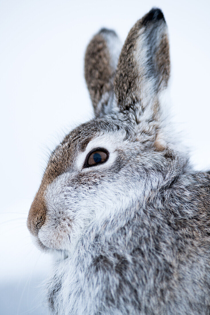 Mountain hare (Lepus timidus) in the Scottish Highlands, Scotland, United Kingdom, Europe