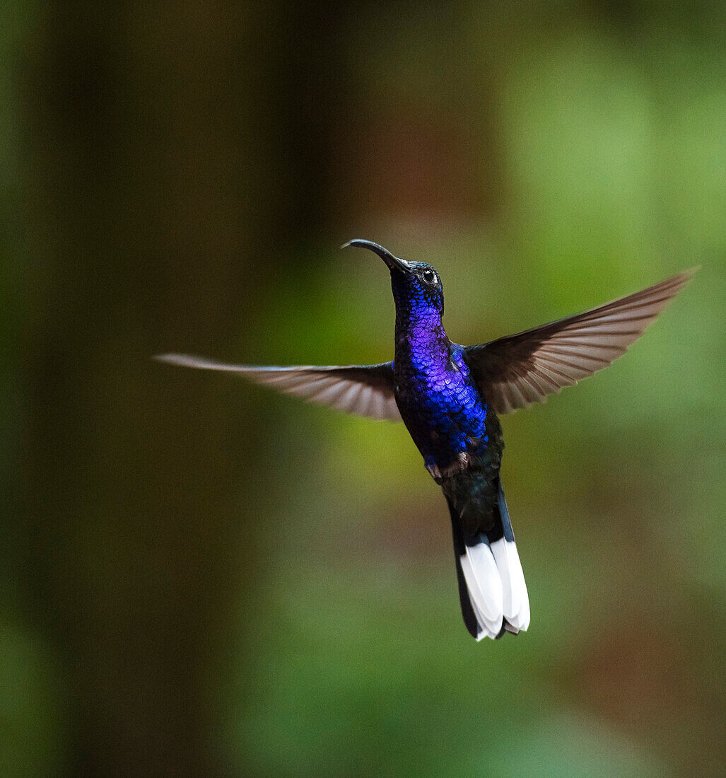 Hummingbird in the Monteverde Cloud Forest, Puntarenas Province, Costa Rica, Central America