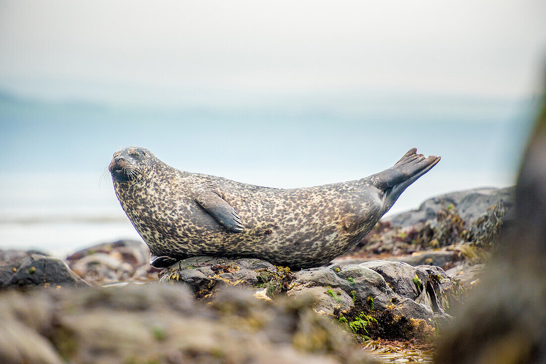 Grey seal, Rathlin Island, County Antrim, Ulster, Northern Ireland, United Kingdom, Europe