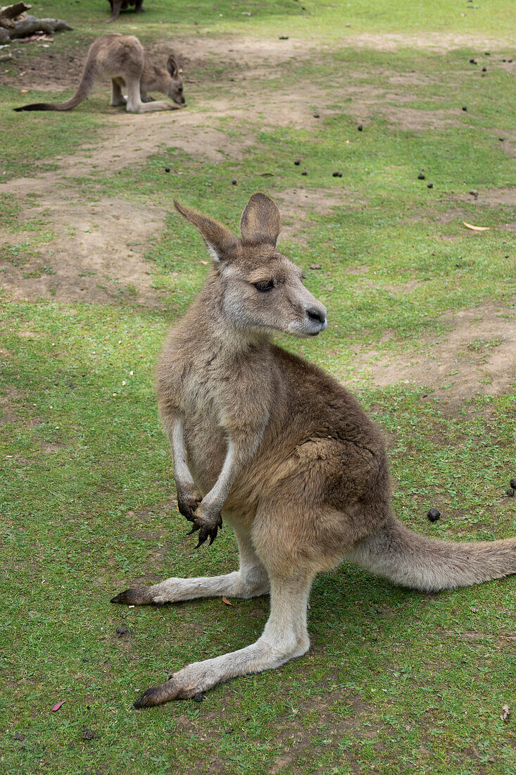 Tasmanian Forester Kangaroo, Tasmania, Australia, Pacific