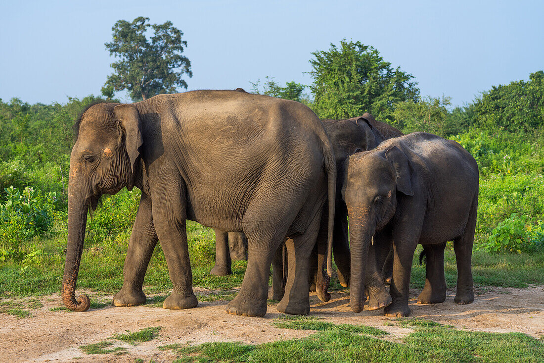 Group of Asian elephants in Udawalawe National Park, Sri Lanka, Asia