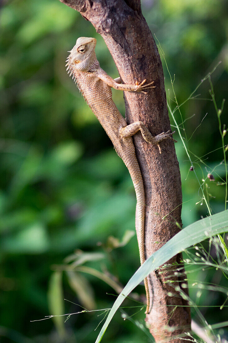 Iguana lizard on a tree in Udawalawe National Park, Sri Lanka, Asia