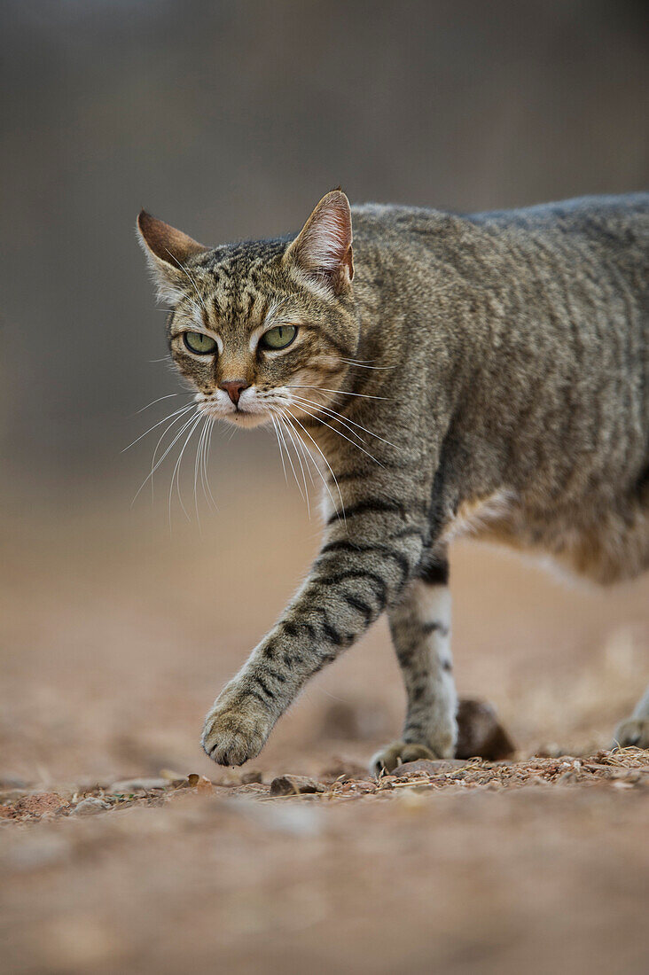African Wild Cat (Felis lybica), semi-domesticated individual, Limpopo, South Africa