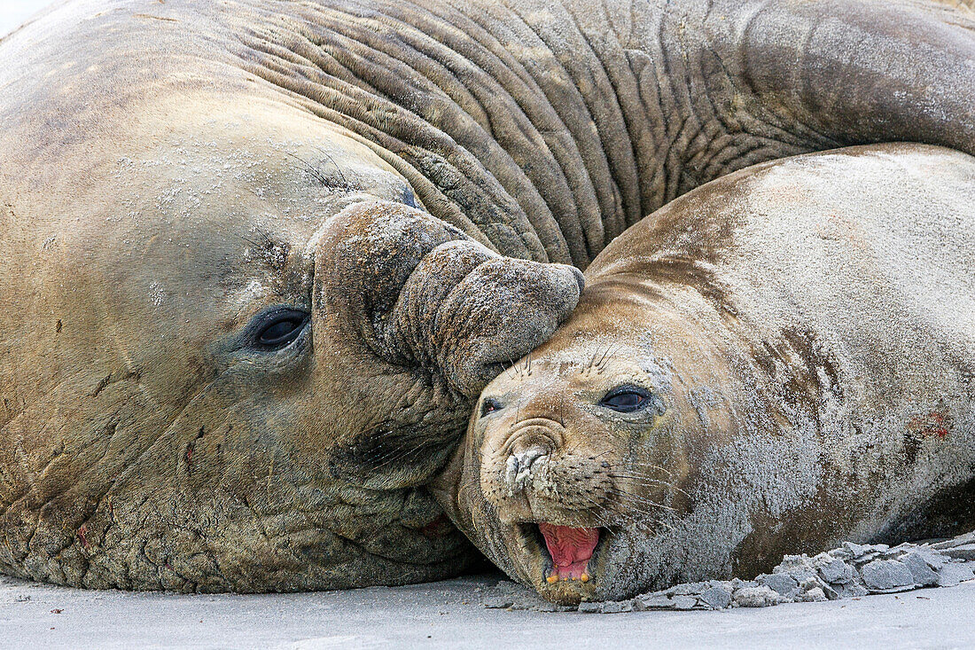 Southern Elephant Seal (Mirounga leonina) pair mating, Sea Lion Island, Falkland Islands