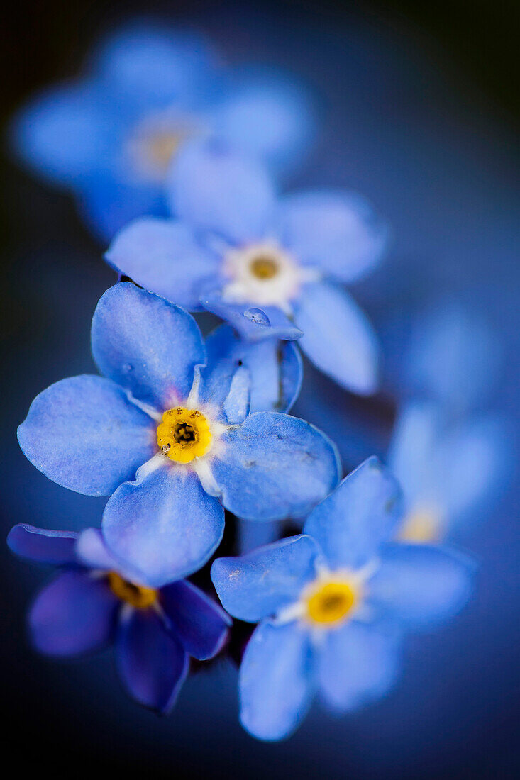 Forget-me-not (Myosotis palustris) flowers, North Brabant, Netherlands