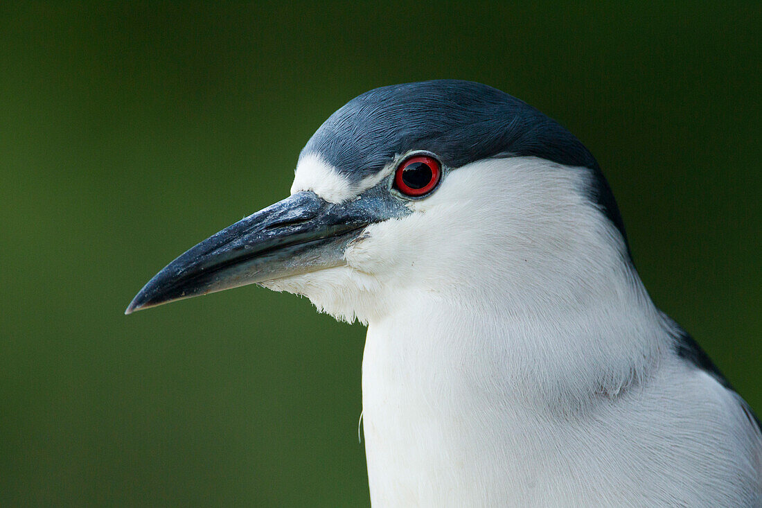 Black-crowned Night Heron (Nycticorax nycticorax), Santa Cruz, Monterey Bay, California