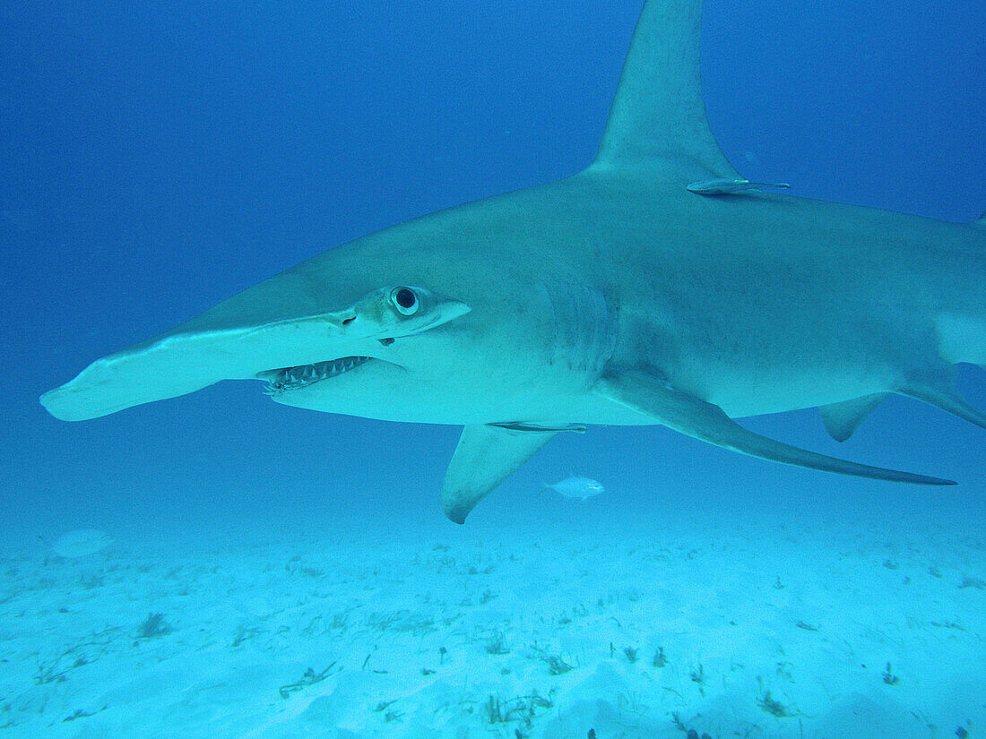 Great Hammerhead Shark (Sphyrna mokarran), Bimini, Bahamas, Caribbean