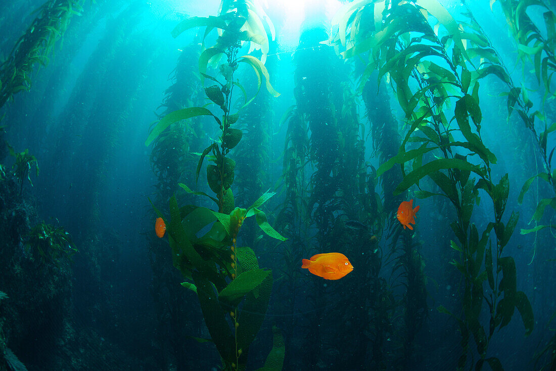 Garibaldi (Hypsypops rubicundus) trio in Giant Kelp (Macrocystis pyrifera) forest, California