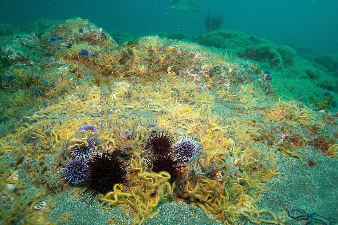 Brittle Star (Ophiothrix spiculata) group and Purple Sea Urchins (Strongylocentrotus purpuratus), California