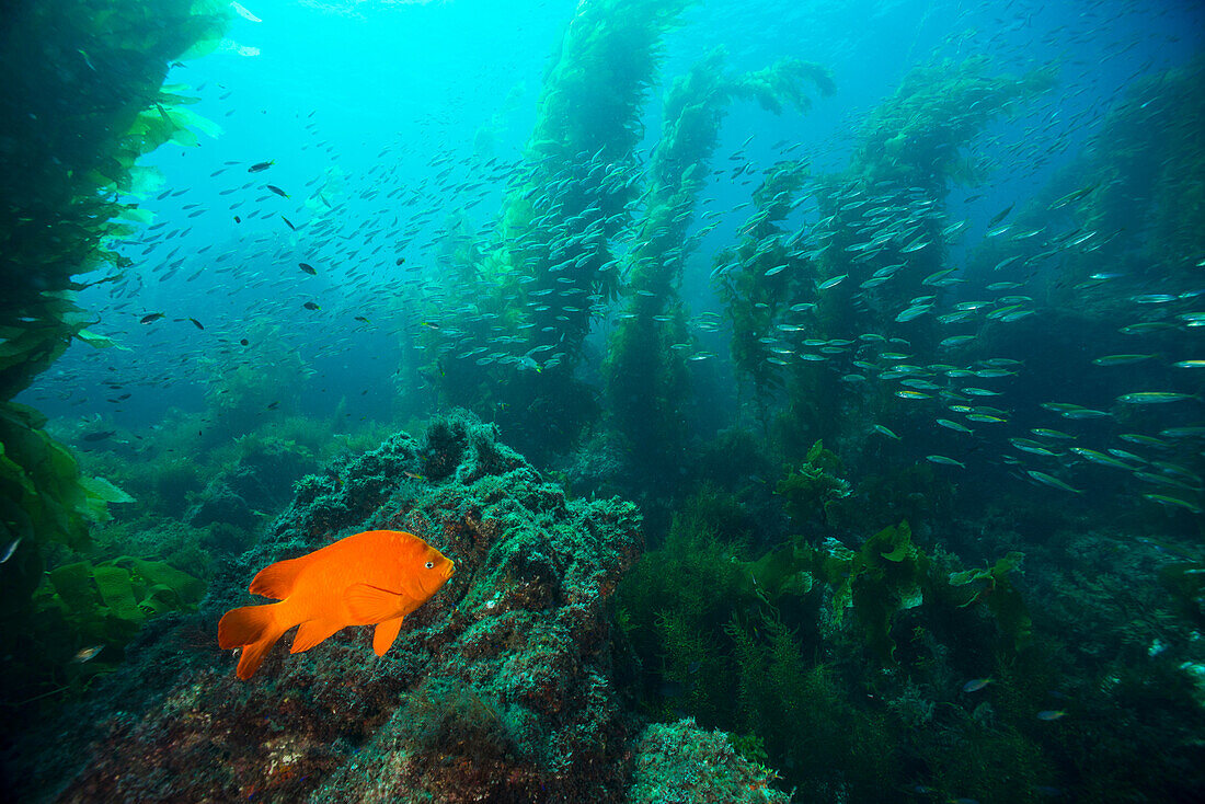 Garibaldi (Hypsypops rubicundus) and Pacific Jack Mackerel (Trachurus symmetricus) school in Giant Kelp (Macrocystis pyrifera) forest, Catalina Island, California