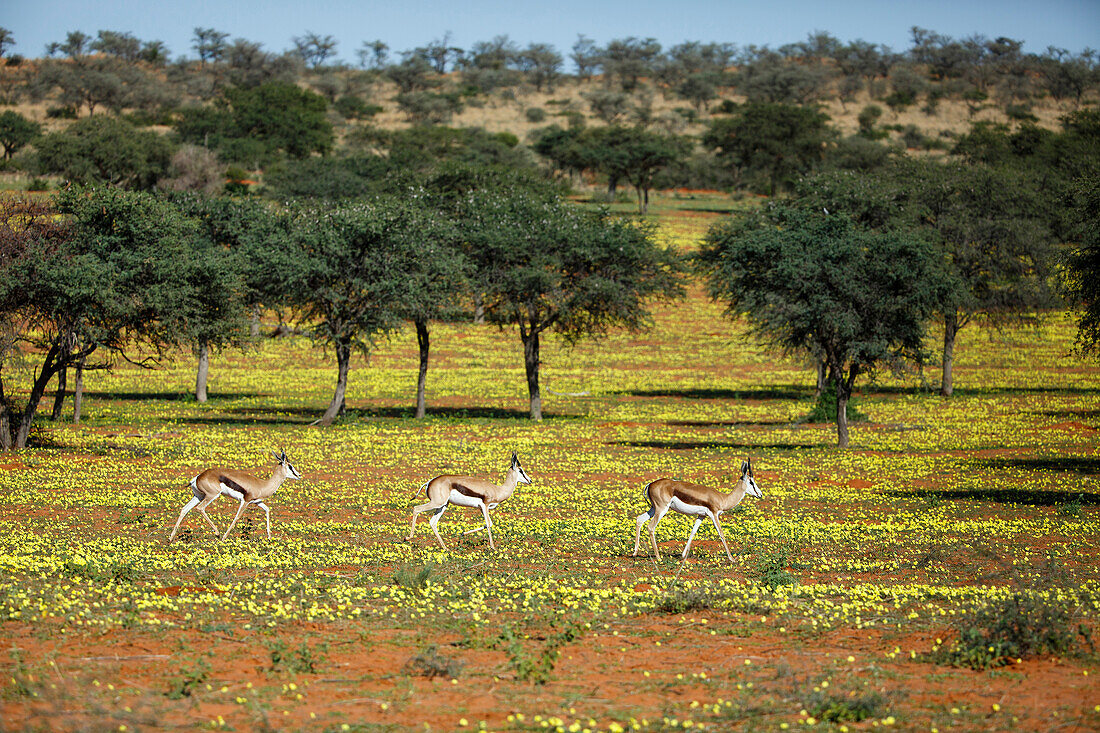 Springbok (Antidorcas marsupialis) trio in savanna, Kalahari, South Africa